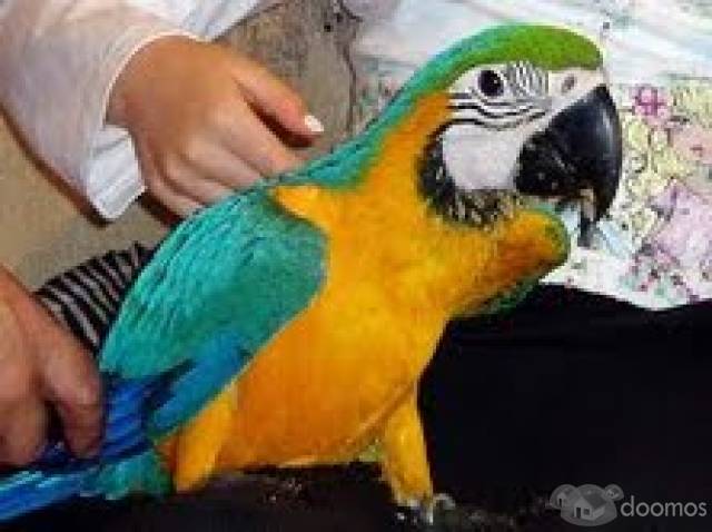 Guacamayo loros disponibles para la adopción. - 1